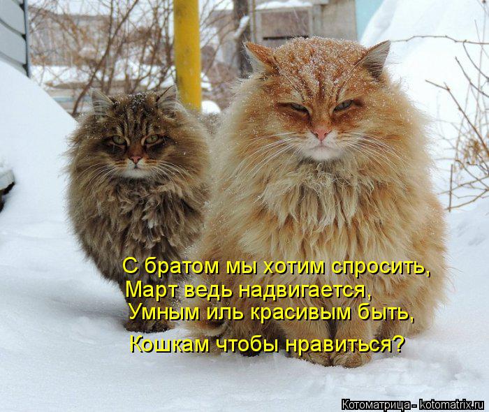 Котоматрица: Кошкам чтобы нравиться? Умным иль красивым быть, Март ведь надвигается, С братом мы хотим спросить,