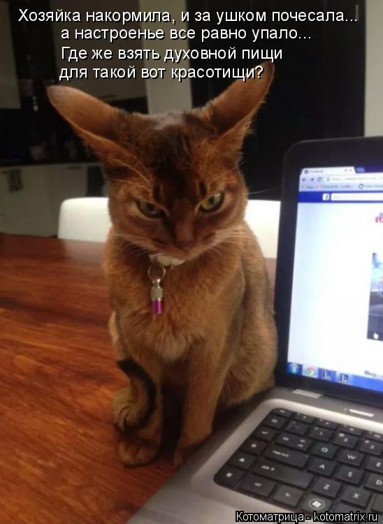 Котоматрица: Хозяйка накормила, и за ушком почесала... а настроенье все равно упало... Где же взять духовной пищи для такой вот красотищи?