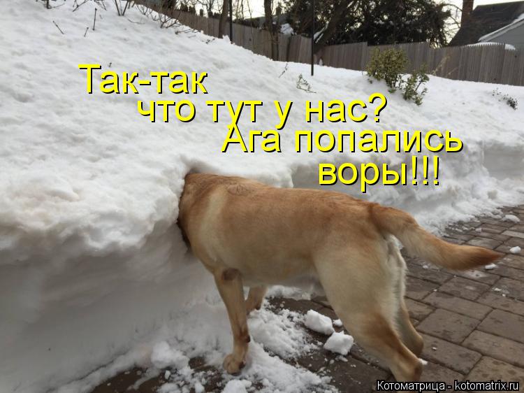 Котоматрица: Так-так что тут у нас? Ага попались воры!!!