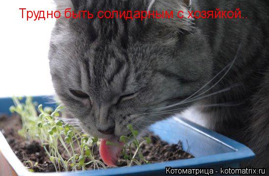 Котоматрица: Трудно быть солидарным с хозяйкой..