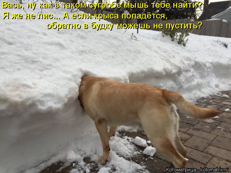 Котоматрица: Вась, ну как в таком сугробе мышь тебе найти? Я же не лис... А если крыса попадётся, обратно в будку можешь не пустить?