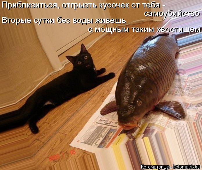 Котоматрица: Приблизиться, отгрызть кусочек от тебя - самоубийство Вторые сутки без воды живешь  с мощным таким хвостищем