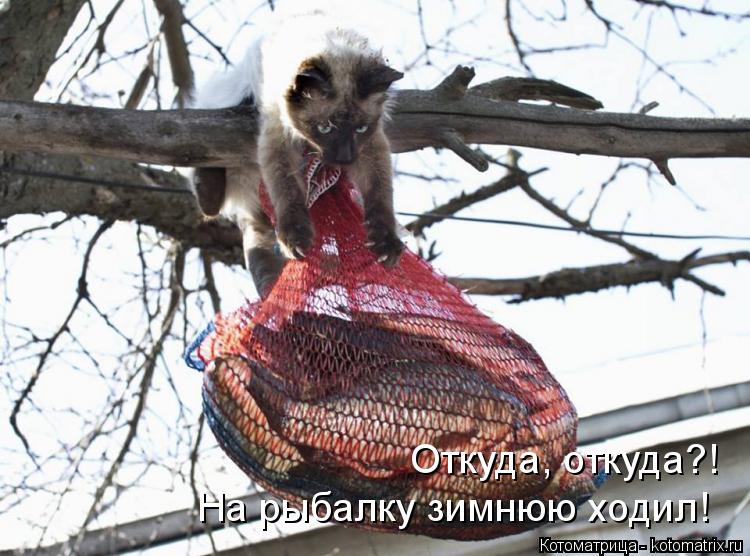 Котоматрица: Откуда, откуда?! На рыбалку зимнюю ходил!