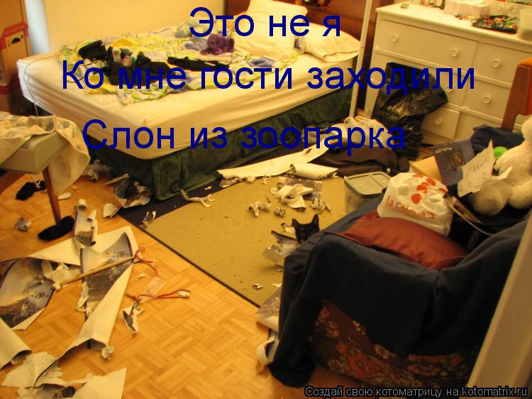 Котоматрица: Это не я Ко мне гости заходили Слон из зоопарка