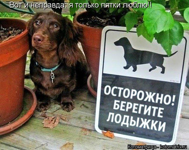 Котоматрица: Вот и неправда: я только пятки люблю!!