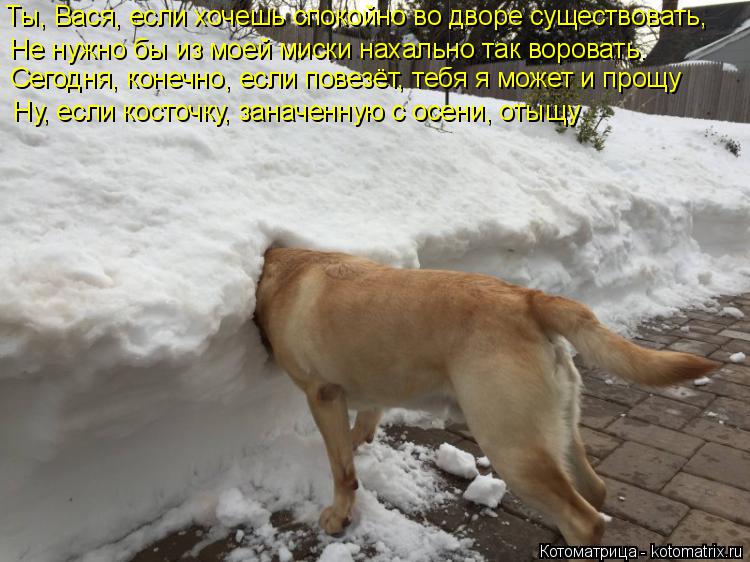 Котоматрица: Ты, Вася, если хочешь спокойно во дворе существовать, Не нужно бы из моей миски нахально так воровать. Ну, если косточку, заначенную с осени, 