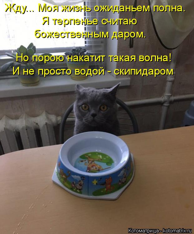 Котоматрица: Жду... Моя жизнь ожиданьем полна. Но порою накатит такая волна! И не просто водой - скипидаром Я терпенье считаю  божественным даром.