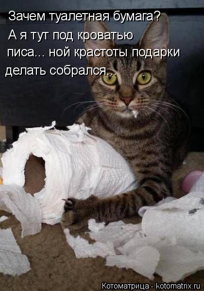 Зачем туалетная бумага? А я тут под кроватью писа... ной крастоты подарки делать собрался...... Котоматрица: Зачем туалетная бумага? А я тут под кроватью писа... ной крастоты подарки делать собрался...
