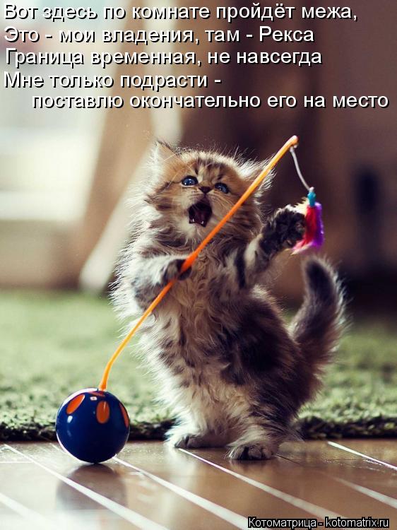 Вот здесь по комнате пройдёт межа, Это - мои владения, там - Рекса Граница временная, не навсегда Мн... Котоматрица: Вот здесь по комнате пройдёт межа, Это - мои владения, там - Рекса Граница временная, не навсегда Мне только подрасти - поставлю окончательно