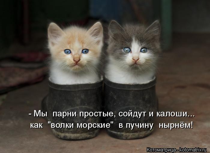 - Мы парни простые, сойдут и калоши... как "волки морские" в пучину нырнём!... Котоматрица: - Мы парни простые, сойдут и калоши... как "волки морские" в пучину нырнём!