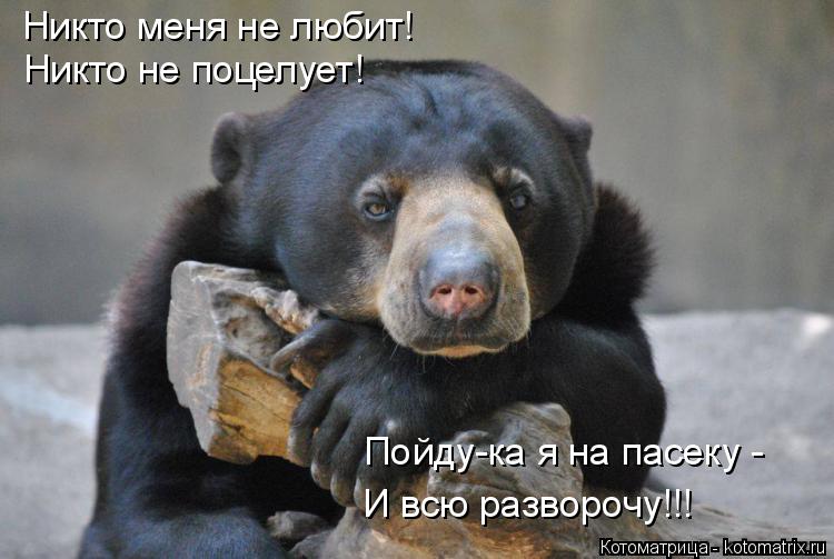 Никто меня не любит! Никто не поцелует! Пойду-ка я на пасеку - И всю разворочу!!!... Котоматрица: Никто меня не любит! Никто не поцелует! Пойду-ка я на пасеку - И всю разворочу!!!