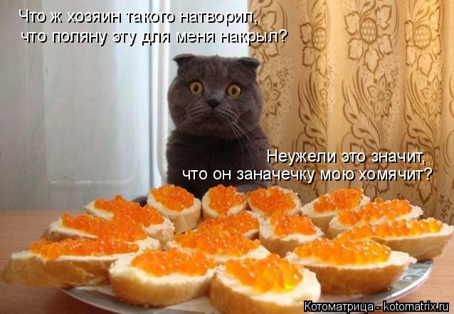Котоматрица: Что ж хозяин такого натворил,  что поляну эту для меня накрыл? Неужели это значит, что он заначечку мою хомячит?