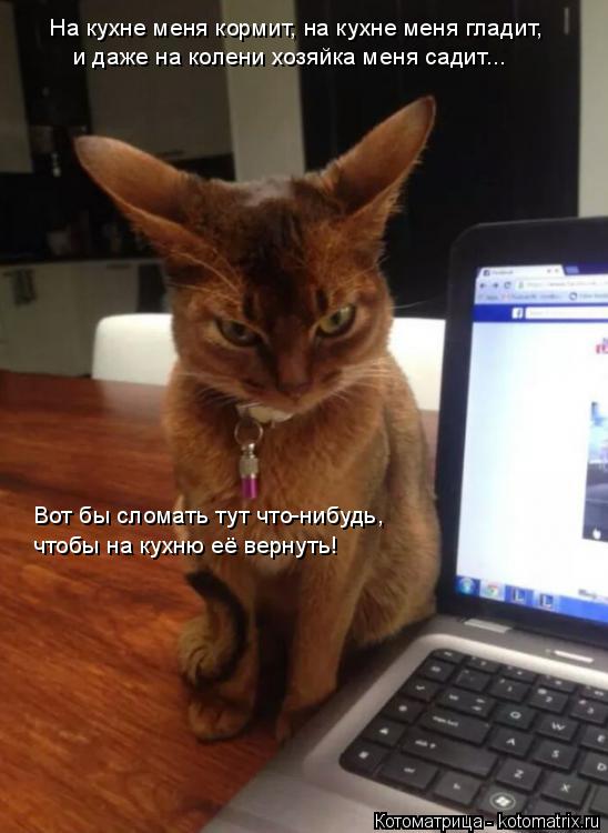 Котоматрица: На кухне меня кормит, на кухне меня гладит, и даже на колени хозяйка меня садит... Вот бы сломать тут что-нибудь, чтобы на кухню её вернуть!