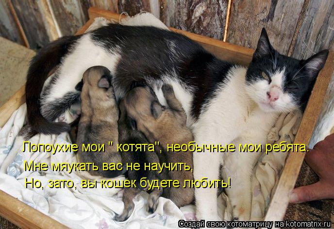 Котоматрица: Лопоухие мои " котята", необычные мои ребята. Мне мяукать вас не научить, Но, зато, вы кошек будете любить!