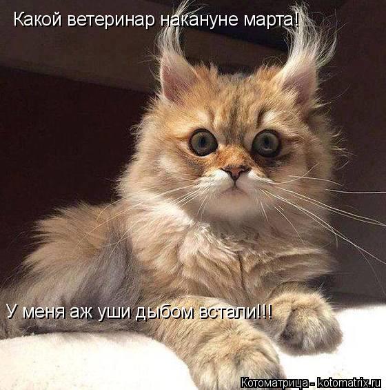 Котоматрица: Какой ветеринар накануне марта! У меня аж уши дыбом встали!!!