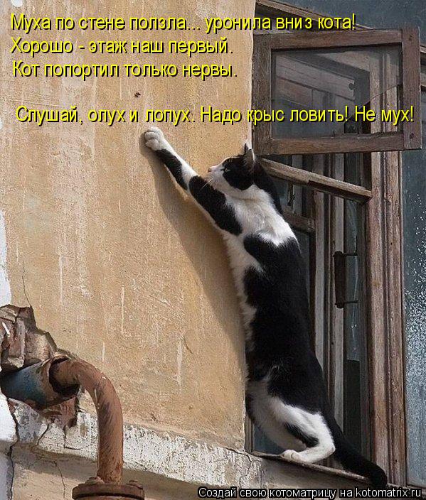 Котоматрица: Муха по стене ползла... уронила вниз кота! Хорошо - этаж наш первый.  Кот попортил только нервы. Слушай, олух и лопух. Надо крыс ловить! Не мух!