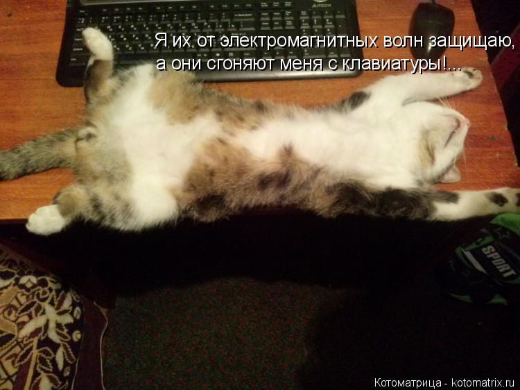 Котоматрица: Я их от электромагнитных волн защищаю,  а они сгоняют меня с клавиатуры!...