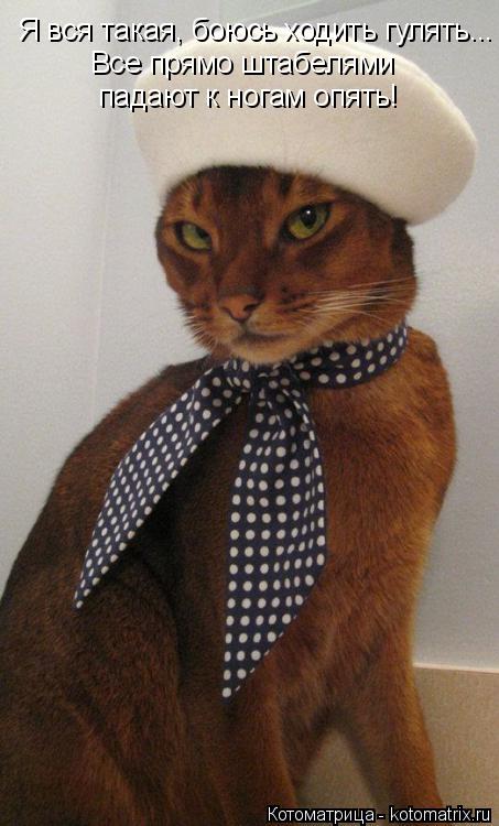 Я вся такая, боюсь ходить гулять... Все прямо штабелями падают к ногам опять!... Котоматрица: Я вся такая, боюсь ходить гулять... Все прямо штабелями падают к ногам опять!