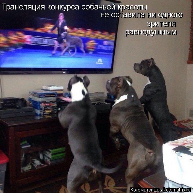 Котоматрица: Трансляция конкурса собачьей красоты  не оставила ни одного зрителя равнодушным.