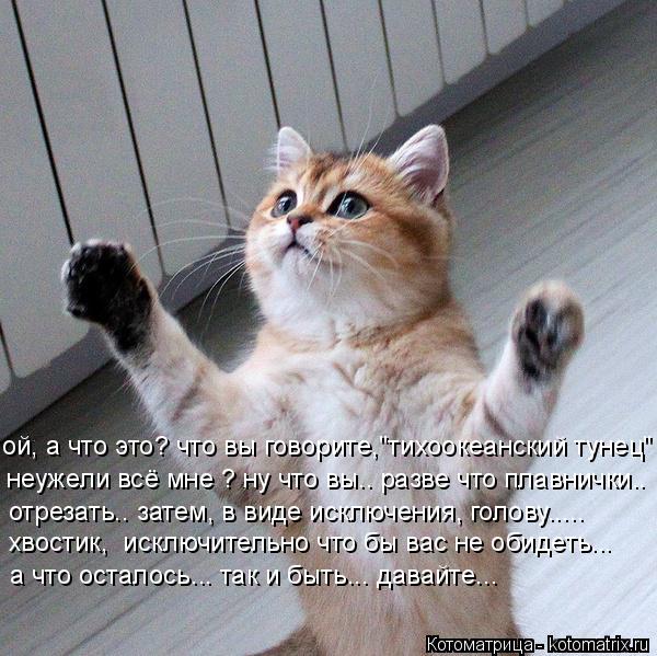 неужели всё мне ? ну что вы.. разве что плавнички.. отрезать.. затем, в виде исключения, голову..... ... Котоматрица: неужели всё мне ? ну что вы.. разве что плавнички.. отрезать.. затем, в виде исключения, голову..... хвостик, исключительно что бы вас не обидеть.