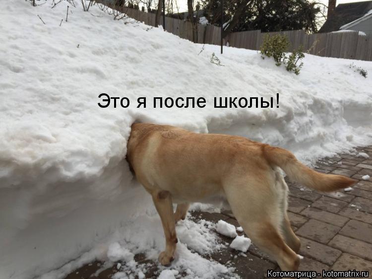 Это я после школы!... Котоматрица: Это я после школы!