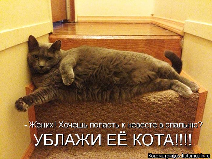 - Жених! Хочешь попасть к невесте в спальню? УБЛАЖИ ЕЁ КОТА!!!!... Котоматрица: - Жених! Хочешь попасть к невесте в спальню? УБЛАЖИ ЕЁ КОТА!!!!