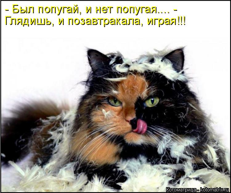 - Был попугай, и нет попугая.... - Глядишь, и позавтракала, играя!!!... Котоматрица: - Был попугай, и нет попугая.... - Глядишь, и позавтракала, играя!!!