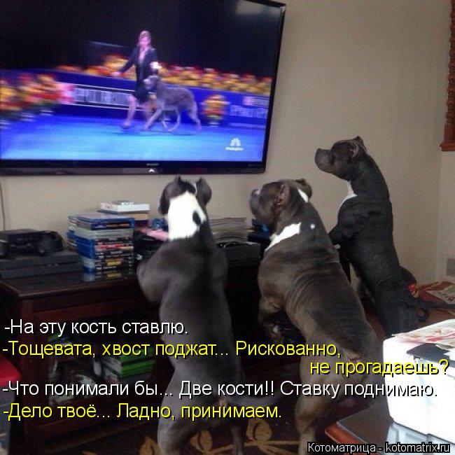 -На эту кость ставлю. -Тощевата, хвост поджат... Рискованно, не прогадаешь? -Что понимали бы... Две к... Котоматрица: -На эту кость ставлю. -Тощевата, хвост поджат... Рискованно, не прогадаешь? -Что понимали бы... Две кости!! Ставку поднимаю. -Дело твоё... Ладно, пр