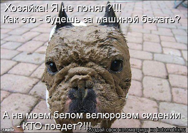 Котоматрица: Хозяйка! Я не понял?!!! Как это - будешь за машиной бежать? А на моем белом велюровом сидении  - КТО поедет?!!!