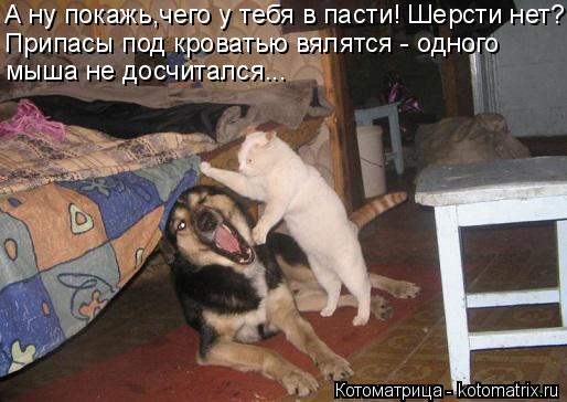 А ну покажь,чего у тебя в пасти! Шерсти нет? Припасы под кроватью вялятся - одного мыша не досчитался... Котоматрица: А ну покажь,чего у тебя в пасти! Шерсти нет? Припасы под кроватью вялятся - одного мыша не досчитался...