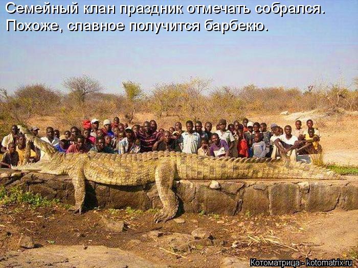 Семейный клан праздник отмечать собрался. Похоже, славное получится барбекю.... Котоматрица: Семейный клан праздник отмечать собрался. Похоже, славное получится барбекю.