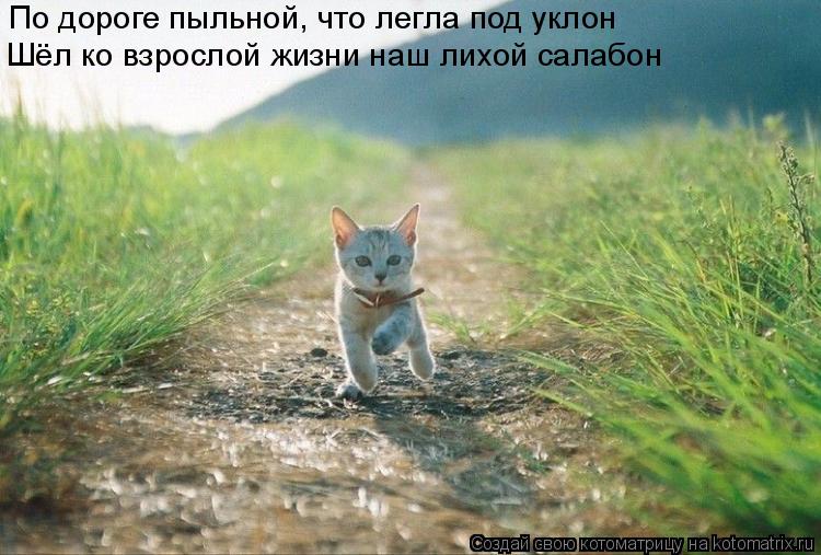 Котоматрица: По дороге пыльной, что легла под уклон Шёл ко взрослой жизни наш лихой салабон