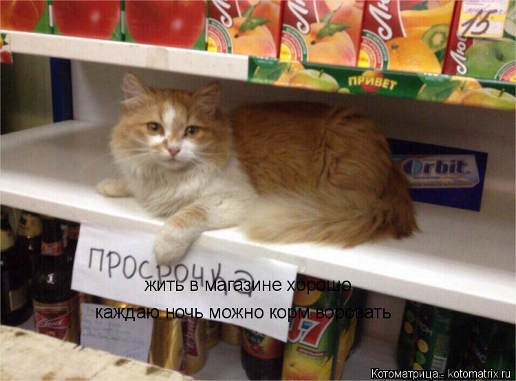 жить в магазине хорошо каждаю ночь можно корм воровать... Котоматрица: жить в магазине хорошо каждаю ночь можно корм воровать