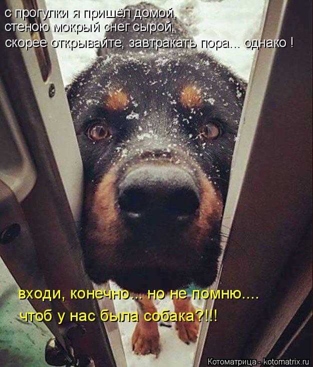 с прогулки я пришёл домой, стеною мокрый снег сырой, скорее открывайте, завтракать пора... однако ! в... Котоматрица: с прогулки я пришёл домой, стеною мокрый снег сырой, скорее открывайте, завтракать пора... однако ! входи, конечно... но не помню.... чтоб у нас б