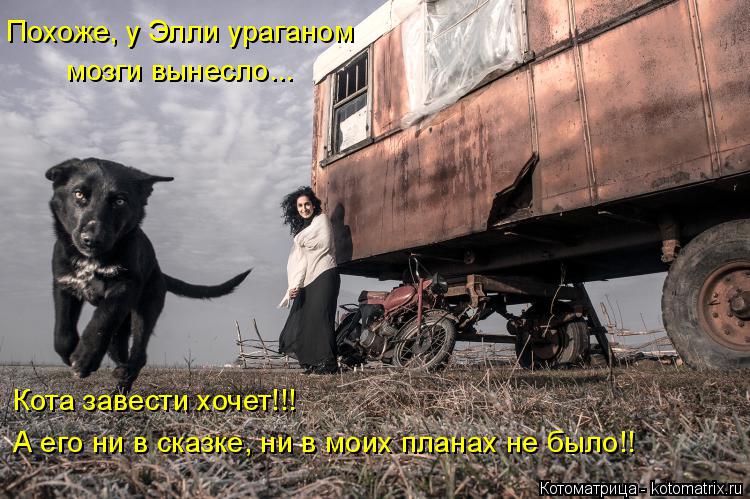 Котоматрица: Кота завести хочет!!! А его ни в сказке, ни в моих планах не было!! мозги вынесло... Похоже, у Элли ураганом