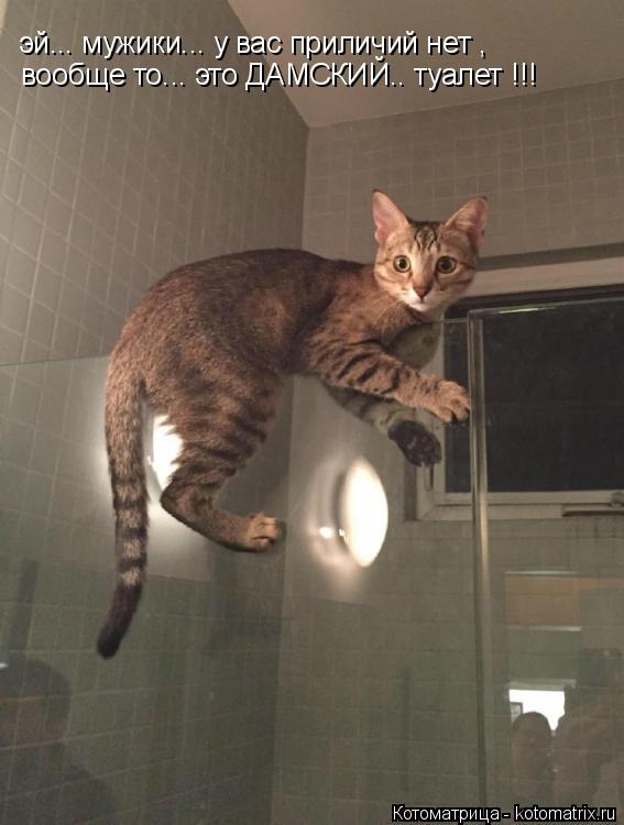 эй... мужики... у вас приличий нет , вообще то... это ДАМСКИЙ.. туалет !!!... Котоматрица: эй... мужики... у вас приличий нет , вообще то... это ДАМСКИЙ.. туалет !!!