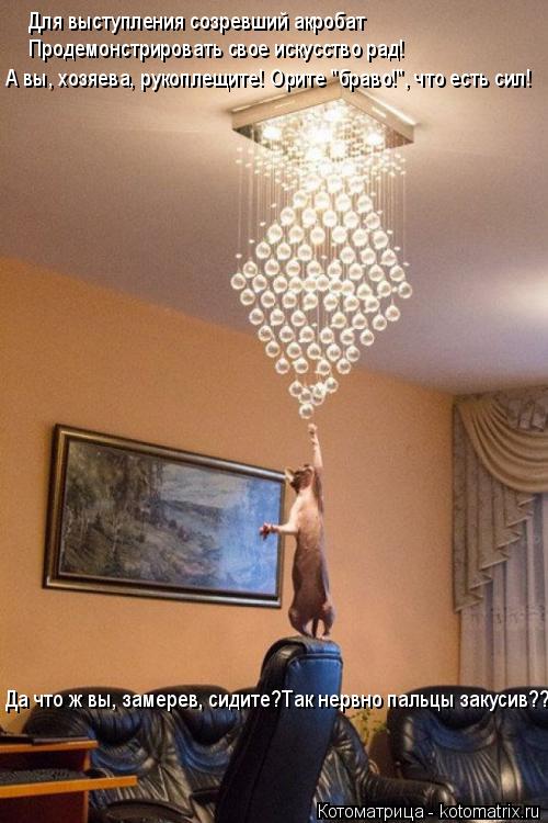 Котоматрица: Для выступления созревший акробат Продемонстрировать свое искусство рад! А вы, хозяева, рукоплещите! Орите "браво!", что есть сил! Да что ж вы