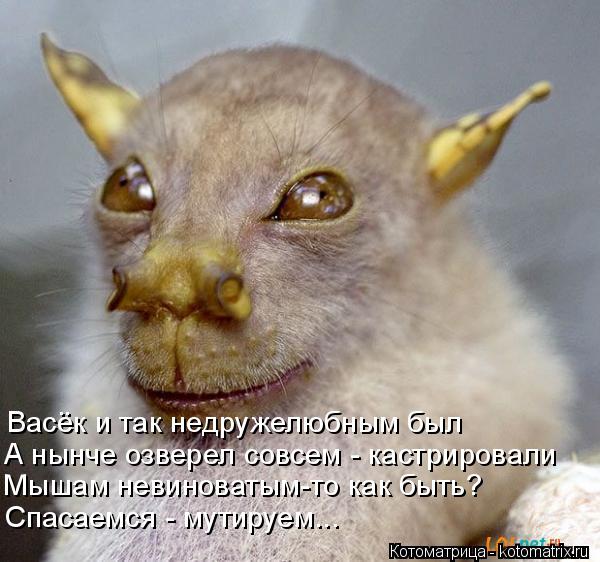 Васёк и так недружелюбным был А нынче озверел совсем - кастрировали Мышам невиноватым-то как быть? Сп... Котоматрица: Васёк и так недружелюбным был А нынче озверел совсем - кастрировали Мышам невиноватым-то как быть? Спасаемся - мутируем...