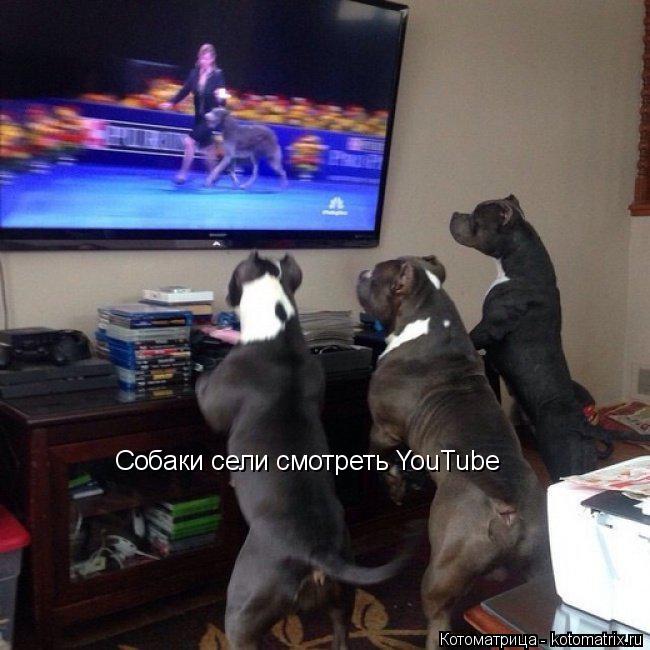Собаки сели смотреть YouTube... Котоматрица: Собаки сели смотреть YouTube