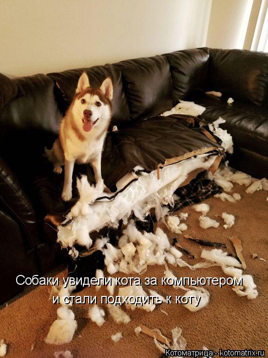 Котоматрица: Собаки увидели кота за компьютером и стали подходить к коту
