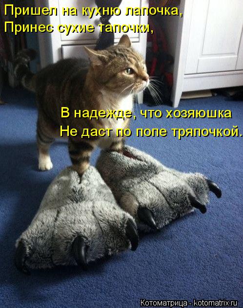 Пришел на кухню лапочка, Принес сухие тапочки, В надежде, что хозяюшка Не даст по попе тряпочкой.... Котоматрица: Пришел на кухню лапочка, Принес сухие тапочки, В надежде, что хозяюшка Не даст по попе тряпочкой.