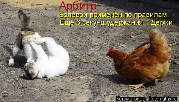Котоматрица: Арбитр: Болевой применён по правилам Ещё 6 секунд удержания... Держи!