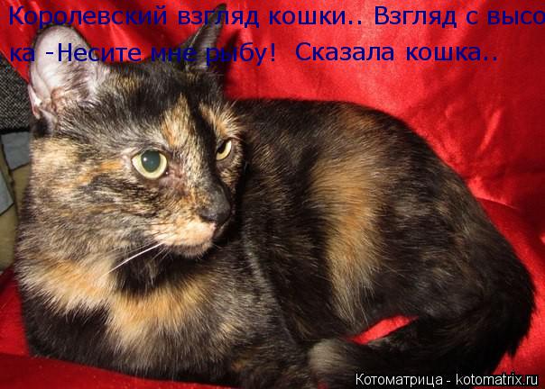 Королевский взгляд кошки.. Взгляд с высока.. -Несите мне рыбу сказала кошка .. ка -Несите мне рыбу! С... Котоматрица: Королевский взгляд кошки.. Взгляд с высока.. -Несите мне рыбу сказала кошка .. ка -Несите мне рыбу! Сказала кошка..