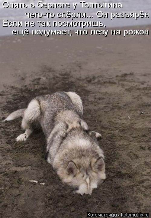 Котоматрица: Опять в берлоге у Топтыгина  чего-то спёрли... Он разъярён Если не так посмотришь, ещё подумает, что лезу на рожон