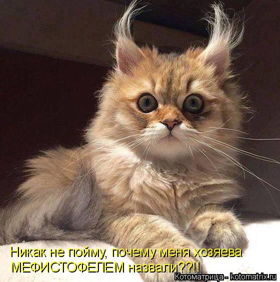 Никак не пойму, почему меня хозяева МЕФИСТОФЕЛЕМ назвали??!!... Котоматрица: Никак не пойму, почему меня хозяева МЕФИСТОФЕЛЕМ назвали??!!
