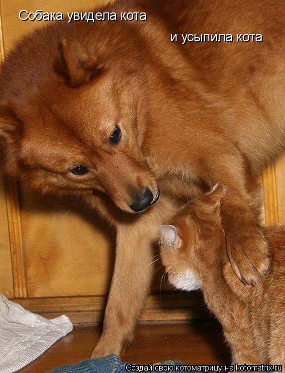 Собака увидела кота и усыпила кота... Котоматрица: Собака увидела кота и усыпила кота