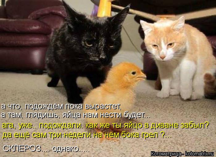 а что, подождём пока вырастет, а там, глядишь, яйца нам нести будет... ага, уже.. подождали. как же ... Котоматрица: а что, подождём пока вырастет, а там, глядишь, яйца нам нести будет... ага, уже.. подождали. как же ты яйцо в диване забыл? да ещё сам три недели