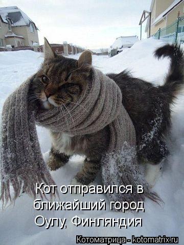 Кот отправился в ближайший город Оулу, Финляндия... Котоматрица: Кот отправился в ближайший город Оулу, Финляндия