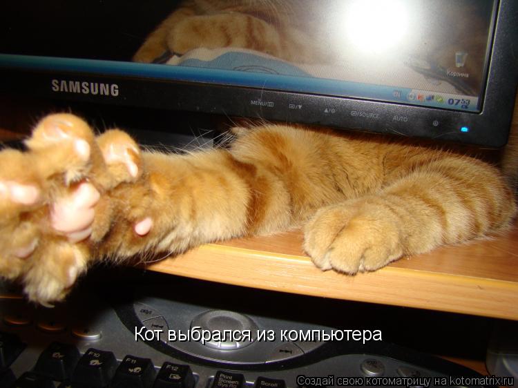 Кот выбрался из компьютера... Котоматрица: Кот выбрался из компьютера