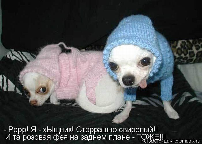 - Рррр! Я - хЫщник! Стрррашно свирепый!! И та розовая фея на заднем плане - ТОЖЕ!!!...... Котоматрица: - Рррр! Я - хЫщник! Стрррашно свирепый!! И та розовая фея на заднем плане - ТОЖЕ!!!...